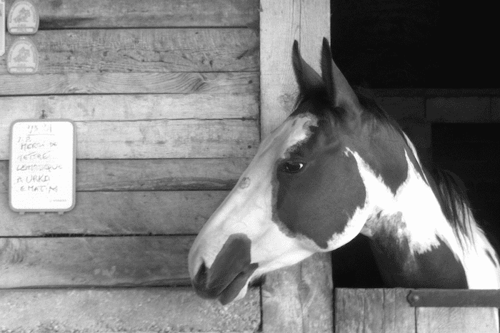 Image représentant un cheval ayant l’air triste