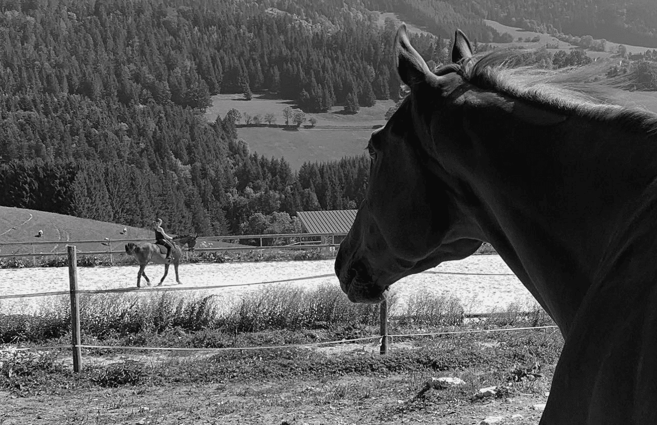 Image représentant un cheval de Loisir