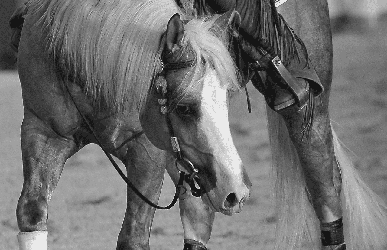 Image représentant un cheval de Western