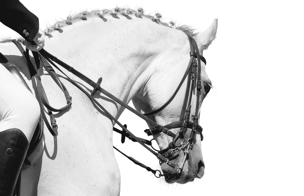 Image représentant un cheval de Sport