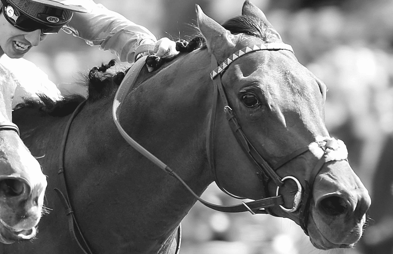 Image représentant un cheval de Galop